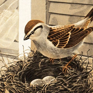 Bird in Nest