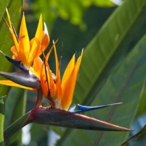 Bird of paradise flower (Strelitzia)