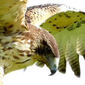 Bird of prey (Buteo) Bird of prey (Buteo)