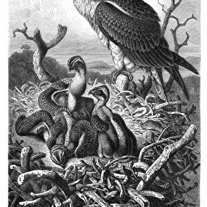 Bird of prey engraving 1892