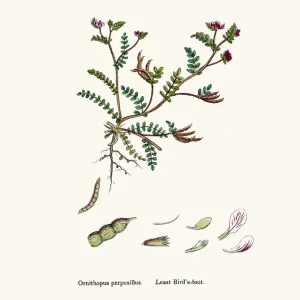 Bird s-foot plant 19th century illustration Bird s-foot plant 19th century illustration