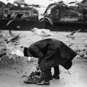 Bird Samaritan Bird Samaritan