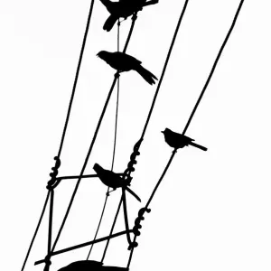 Bird silhouettes on a power line Bird silhouettes on a power line