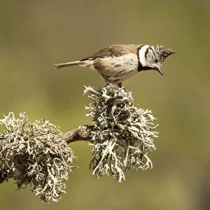 Bird of the species (Lophophanes cristatus), put on a branch with lichens