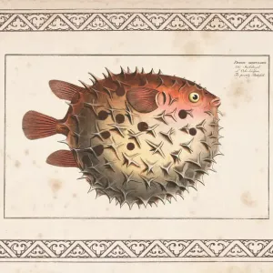 1797 Print of Birdbeak Burrfish 1797 Print of Birdbeak Burrfish