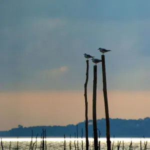 The three birds of the Arcachon basin The three birds of the Arcachon basin