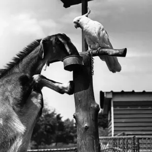 Birds And Beasts Birds And Beasts