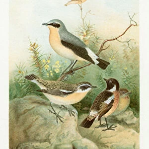 Birds chromolithograph 1896
