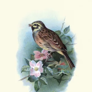 Birds, cirl bunting (Emberiza cirlus), passerine bird