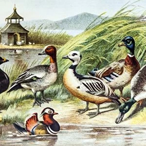 Birds - Ducks