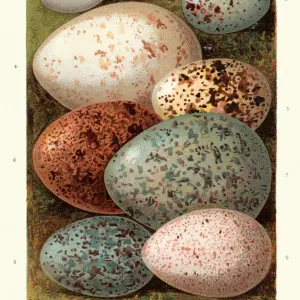 Vintage Birds Egg Print featuring Dipper, Warbler, Thrush and more Vintage Birds Egg Print featuring Dipper, Warbler, Thrush and more