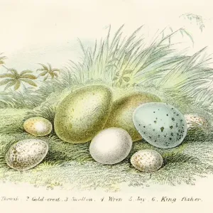 Six Birds Eggs Engraving 1896 Six Birds Eggs Engraving 1896