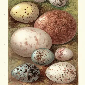 Vintage Birds Egg Print Collection