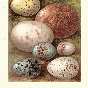 Birds eggs, Rail, Bunting, Yelllowhammer, Falcon, Snipe, Shrike, Chough, Fieldfare
