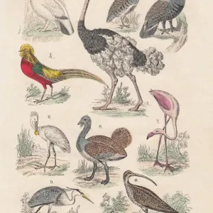 1880 Hand-colored Lithograph Print of Birds 1880 Hand-colored Lithograph Print of Birds