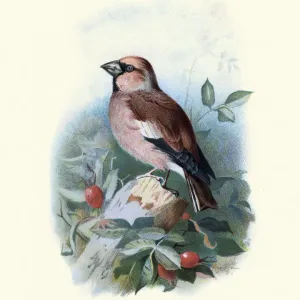 Birds, hawfinch (Coccothraustes coccothraustes), passerine bird