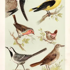 Birds illustration 1888 Birds illustration 1888