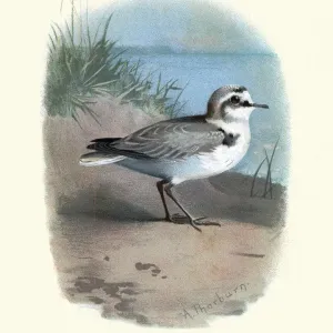 Birds, Kentish plover (Charadrius alexandrinus)