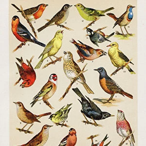 Birds Ornithology Chromolithography 1899