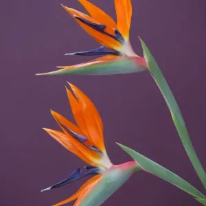 Les Oiseaux de Paradis Les Oiseaux de Paradis