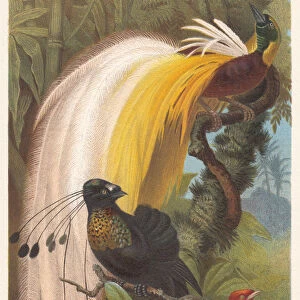 Birds of Paradise (Paradisaeidae), lithograph, published in 1882