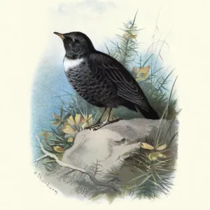 Birds, Ring ouzel (Turdus torquatus)