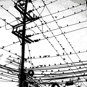Birds on Wire, 1032990030 Birds on Wire, 1032990030
