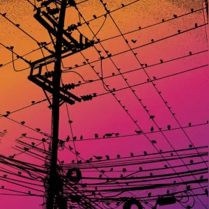 Birds on Wire, 1033287706 Birds on Wire, 1033287706