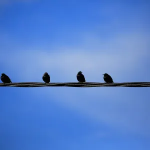 Birds on a Wire Birds on a Wire