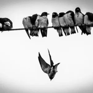 Pájaros en una cuerda parte 2. Pájaros en una cuerda parte 2.