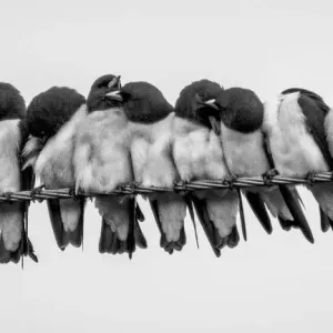 Pájaros en una cuerda. Pájaros en una cuerda.