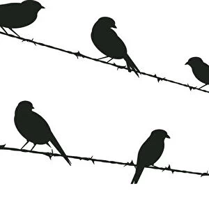 Birds on Wire, 457819851