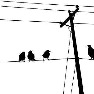 Beautiful Bird Species Framed Print Collection: Birds on Wires