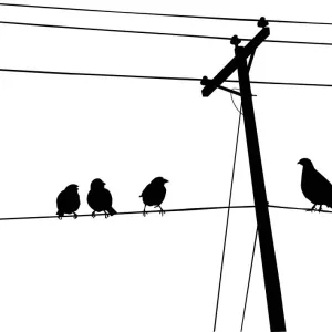 Beautiful Bird Species Canvas Print Collection: Birds on Wires