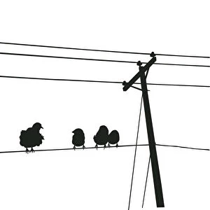 Birds on Wire, 481567472