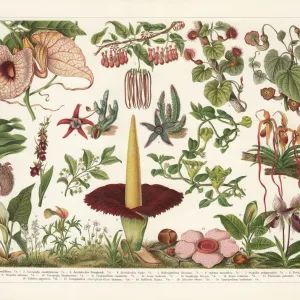 Birthworts (Aristolochia), chromolithograph, published in 1899