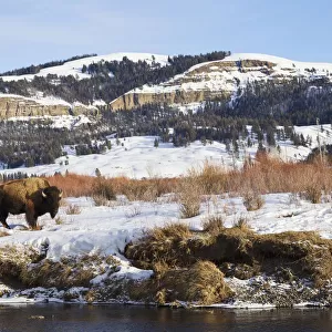 Bison Bull (Bison bison) on Late Winter in Lamar Valley, Wyoming, USA