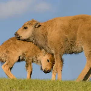 Bison calf, Yellowstone National Park Bison calf, Yellowstone National Park