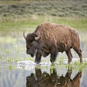 bison in reflecting pool in Lamar Valley in Yellowstone