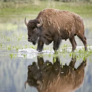 bison in reflecting pool in Lamar Valley in Yellowstone bison in reflecting pool in Lamar Valley in Yellowstone