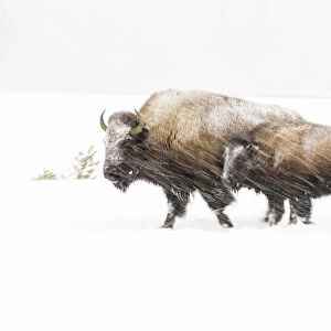Bison in winter, Yellowstone National Park, Wyoming, USA