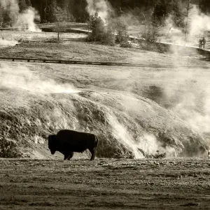 Bison - Yellowstone Bison - Yellowstone