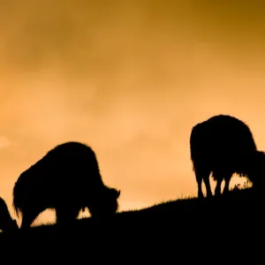 Bison, Yellowstone National Park, sunrise silhouette Bison, Yellowstone National Park, sunrise silhouette