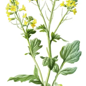 bittercress, herb barbara, rocketcress, yellow rocketcress, winter rocket, wound rocket bittercress, herb barbara, rocketcress, yellow rocketcress, winter rocket, wound rocket