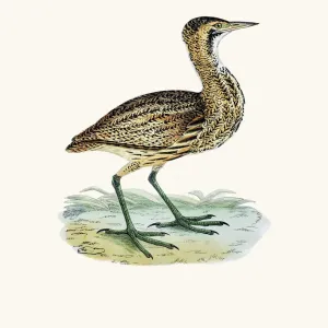 Bittern bird 19 century illustration Bittern bird 19 century illustration