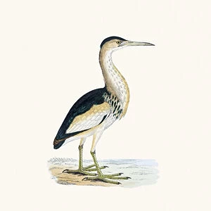 Bittern bird 19 century illustration