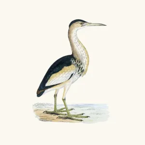Bittern bird 19 century illustration Bittern bird 19 century illustration