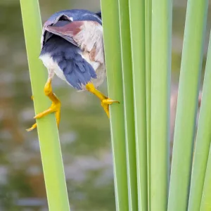 Least Bittern Straddling Reeds