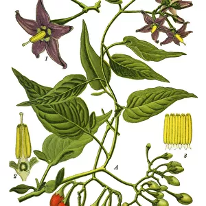 bittersweet, Nightshade, Solanum