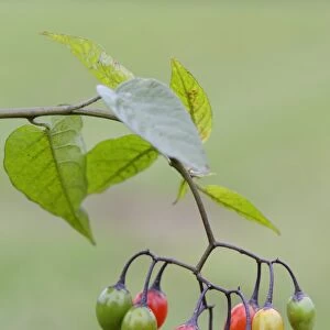 Bittersweet Nightshade -Solanum dulcamara-